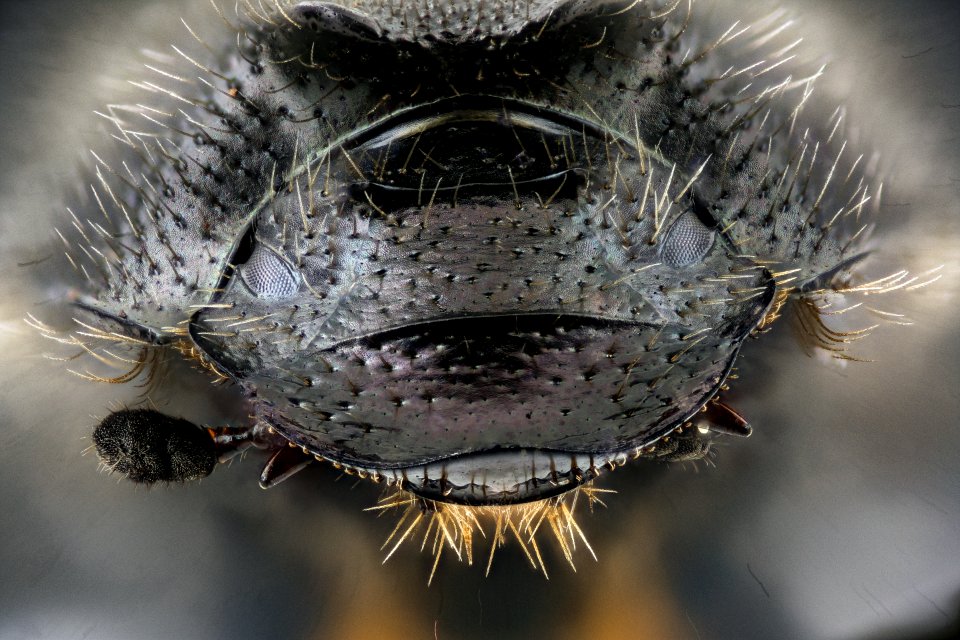 Dung bettle, face, Beltsville Airport 2020-11-04-16.35.53 ZS PMax UDR