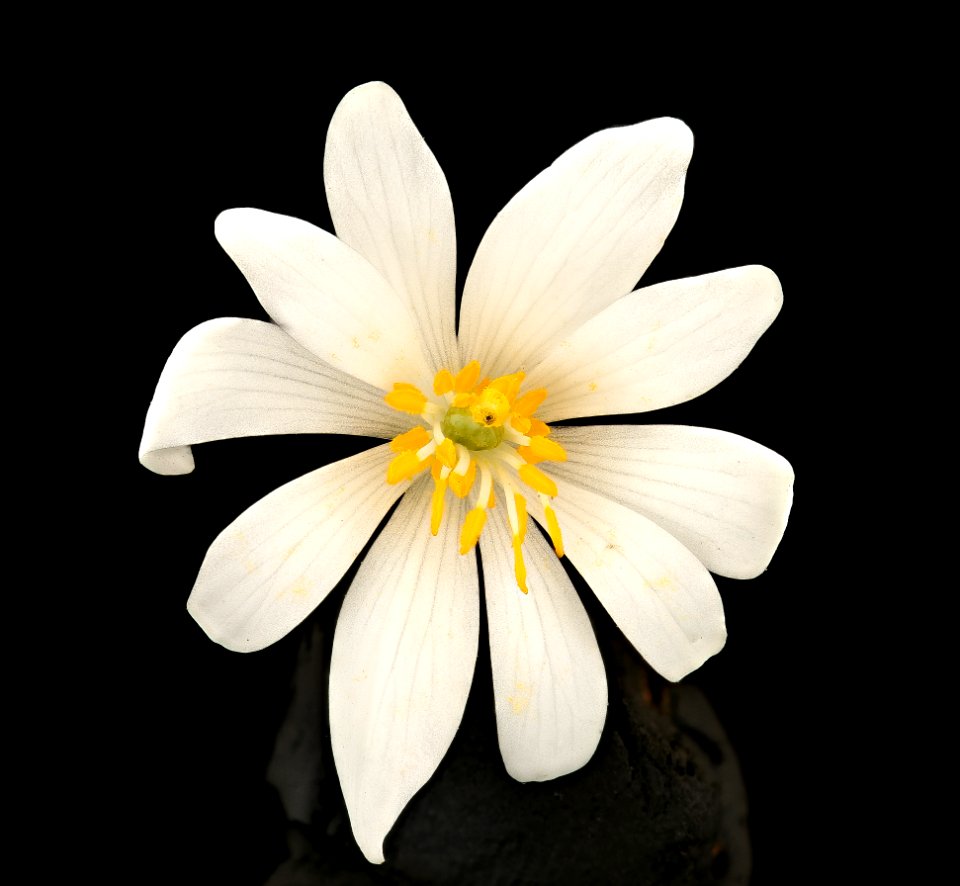 Sanguinaria canadensis, Bloodroot, Howard County, MD, Helen Lowe Metzman 2017-04-03-16.07.58 ZS PMax UDR