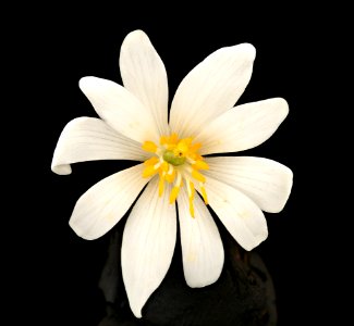 Sanguinaria canadensis, Bloodroot, Howard County, MD, Helen Lowe Metzman 2017-04-03-16.07.58 ZS PMax UDR