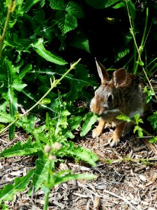 Bunny eating weeds