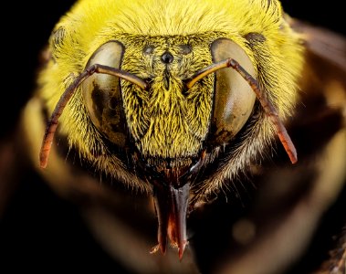 xylocopa india yellow, m, india, face 2014-08-10-11.17.01 ZS PMax