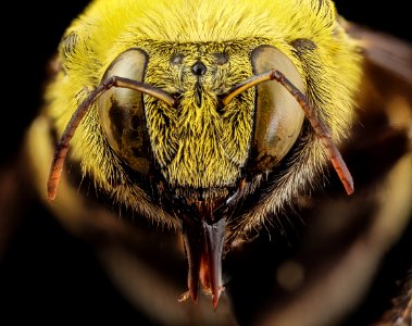 xylocopa india yellow, m, india, face 2014-08-10-11.17.01 ZS PMax photo