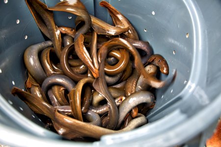 Pacific lampreys  2017-04-26