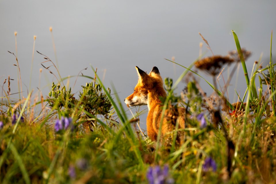 Red fox at Izembek Lagoon