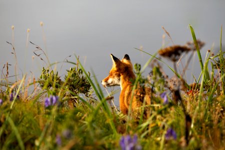 Red fox at Izembek Lagoon