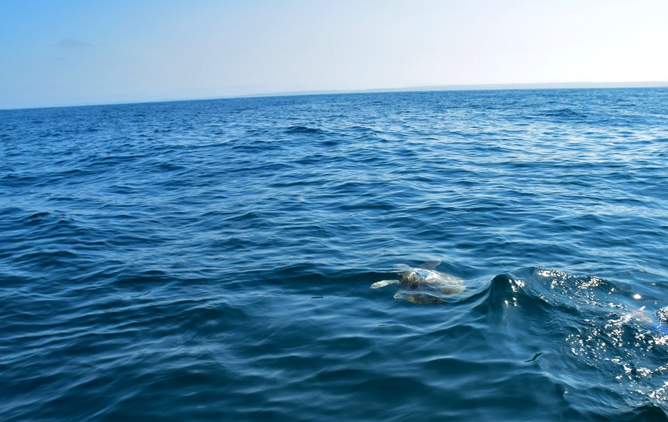 Coral, a rehabbed sea turtle, returns home