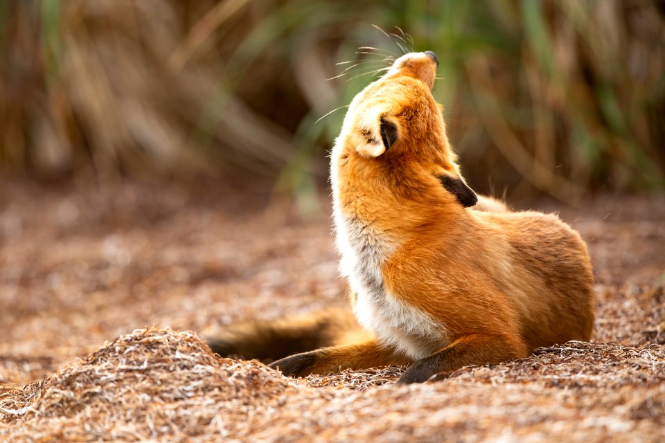 Red fox at Izembek Lagoon