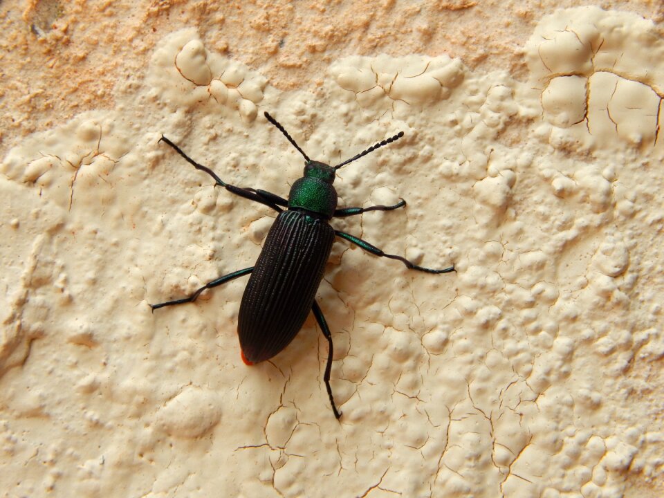 Animal antennas arthropod