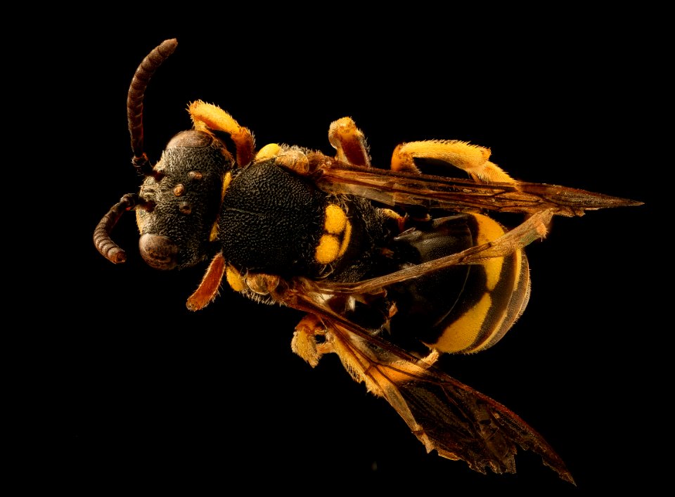 Nomada placida, male, back, Alleghany, Co 2018-11-15-16.41.51 ZS PMax UDR