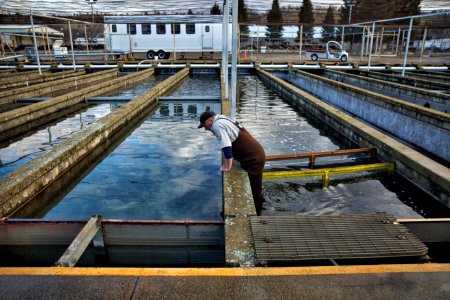 Winter-run juvenile release into Battle Creek