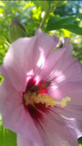 Bee in rose of sharon photo
