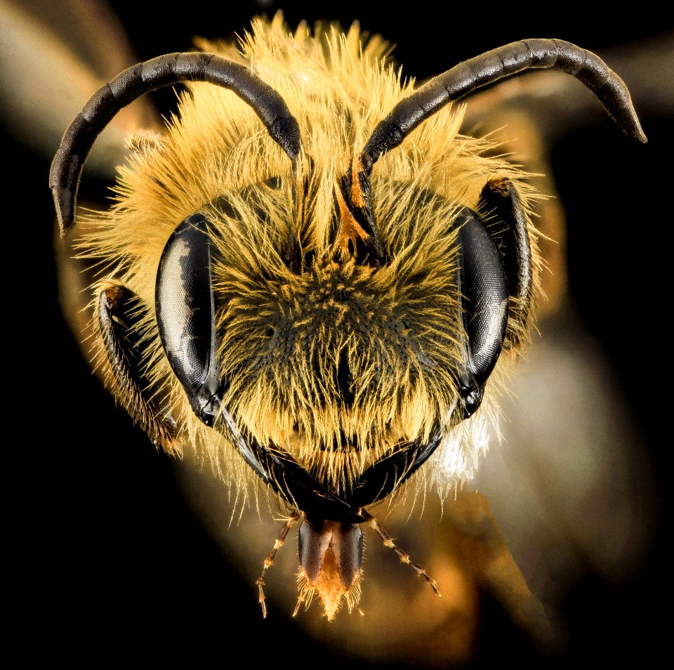 Andrena nivalis, M, Face, MI, Alger Co 2014-03-27-13.09.39 ZS PMax