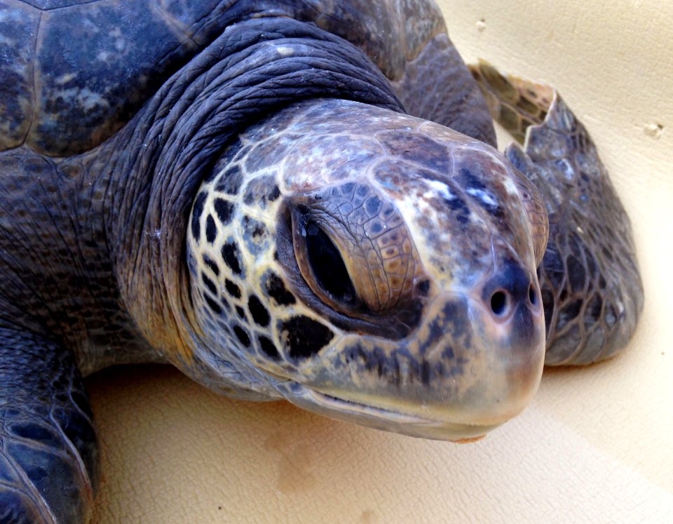 Green sea turtles are listed as threatened along California's coast
