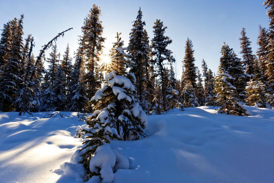 Sun through the snowy forest.
