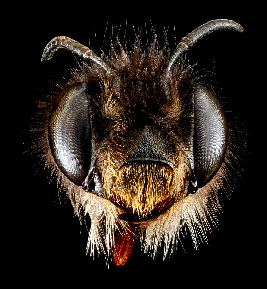 Anthophora plumipes, F, Head, N.A 2013-04-19-14.14.52 ZS PMax photo