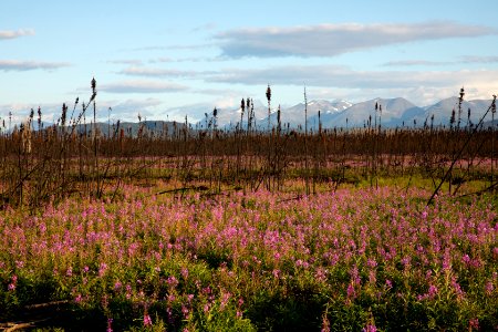 Kenai Fireweed in August photo