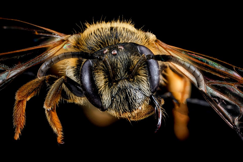 Andrena ilicis, F, face, Maryland, Somerset 2013-02-20-14.07