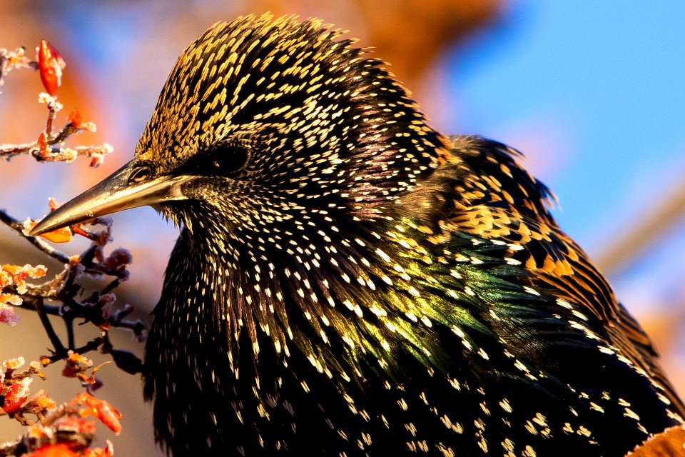 European starling