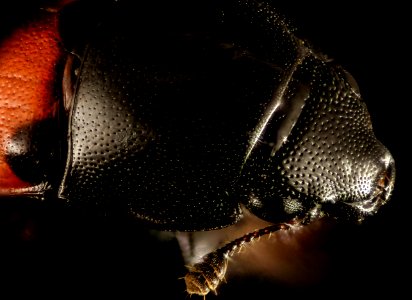 Sap Beetle 2015-04-13-21.55.11 ZS PMax