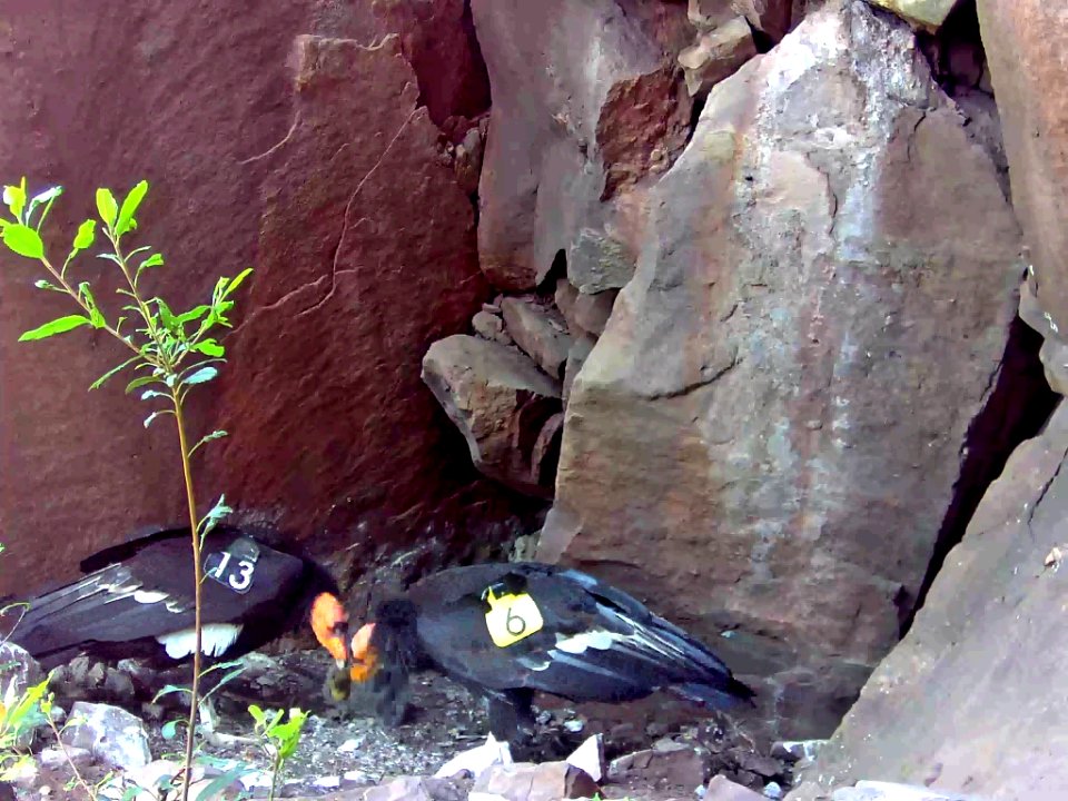California condors #513 and #206 with their chick, #871.