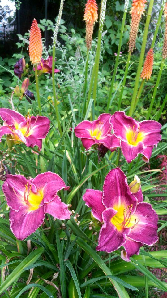 daylily, red hot poker