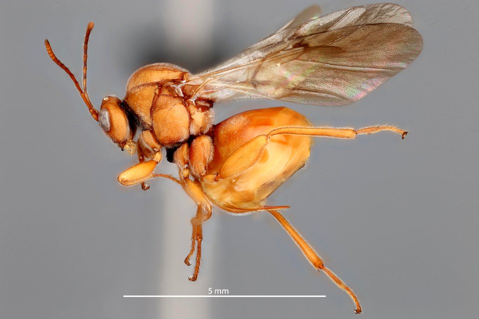 Andricus quercuscalifornicus usda buffington