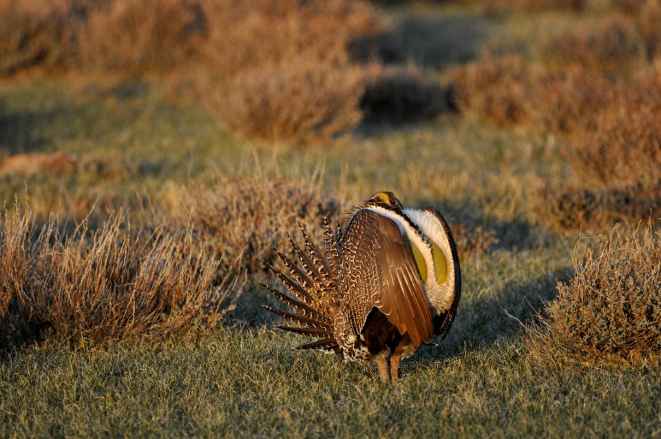 Bi-State sage-grouse in Nevada