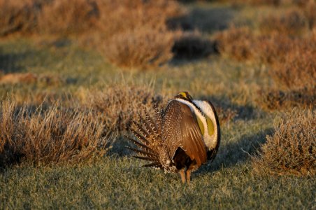 Bi-State sage-grouse in Nevada photo