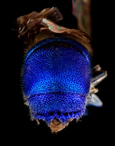 Chrysis propria Aaron, U, Back, MD, Baltimore County 2014-03-11-17.39.17 ZS PMax-Recovered photo