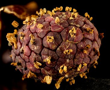 Symplocarpus foetidus, skunk cabbage spadix inforescence Helen Lowe Metzman 2017-03-16-18.37