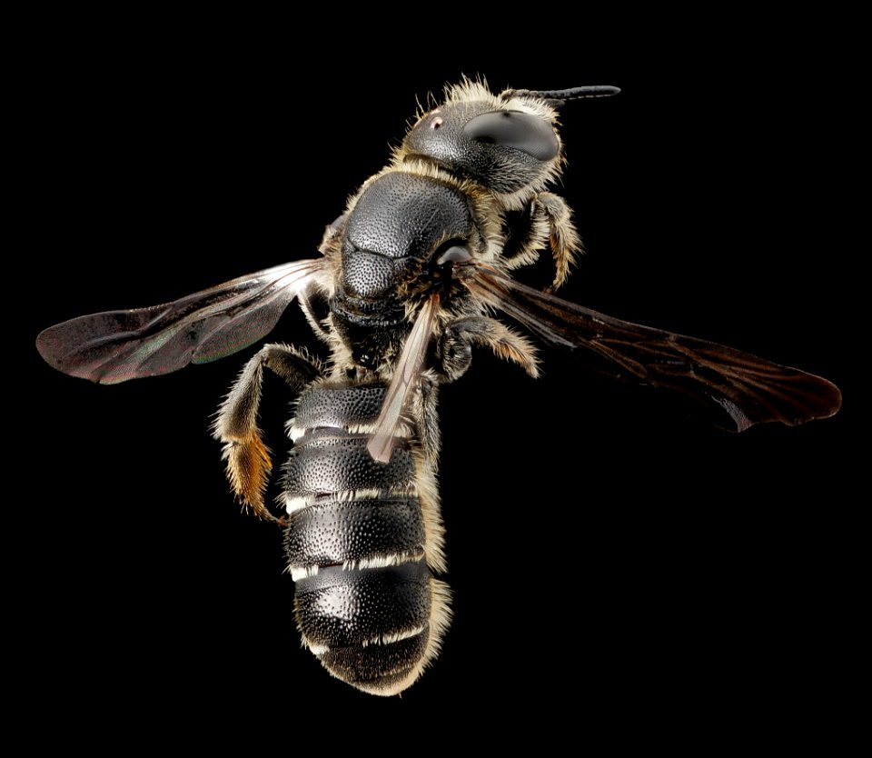 chelostoma rapunculi, f, back, warren, nyu 2014-07-03-09.32.48 ZS PMax