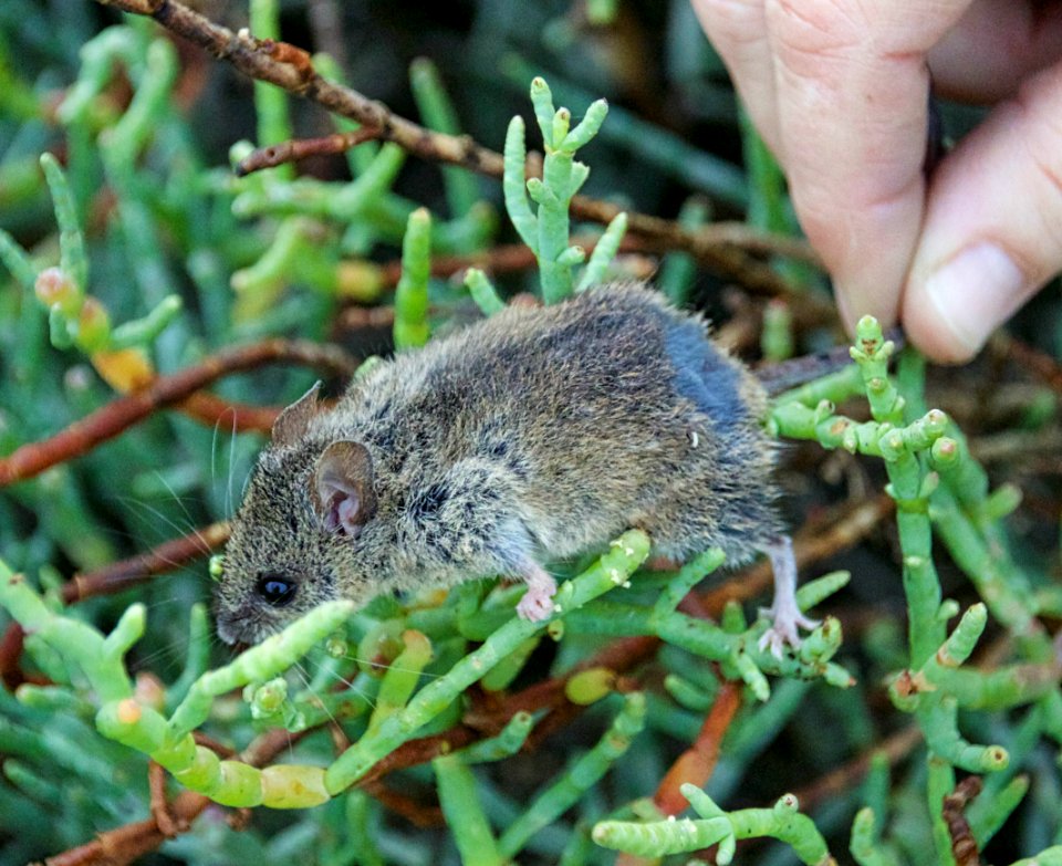 Western harvest mouse