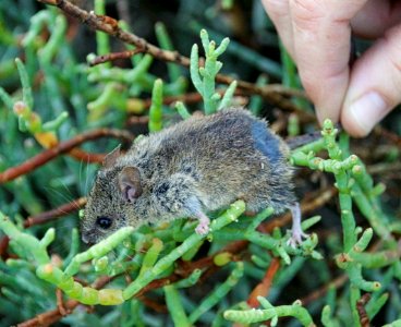 Western harvest mouse