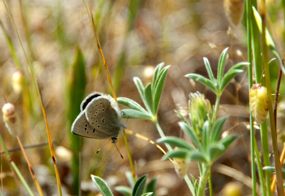 Mission Blue Butterfly-female