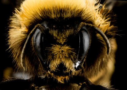 Bombus occidentalis, F, Face, Utah Co., Utah 2014-01-10-15.22.23 ZS PMax photo