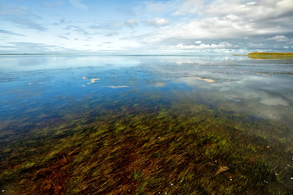 Izembek Lagoon and Grant Point