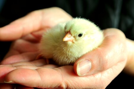 Chicken young animal fluffy photo