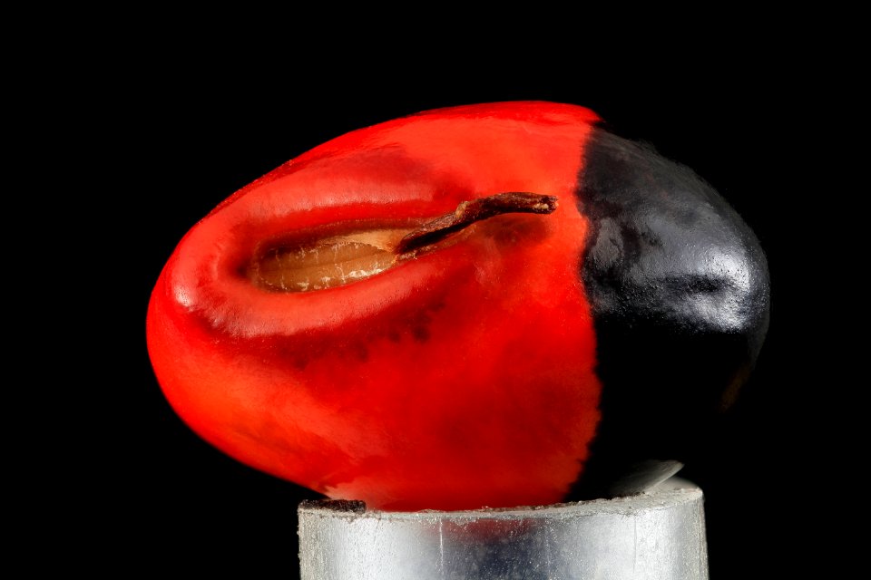 Black and Red Seed (no velum) 2014-04-09-16.21