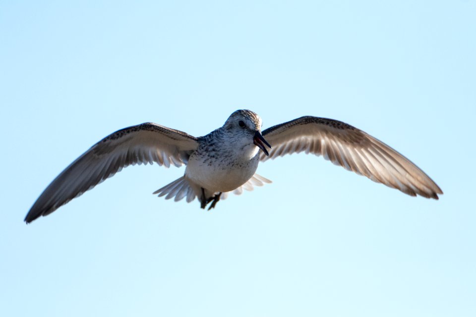 Semipalmated Sandpiper display