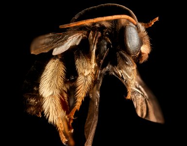 Melissodes bimaculata, m, right side, Caroline Co. Maryland 2016-06-27-15.20.29 ZS PMax UDR