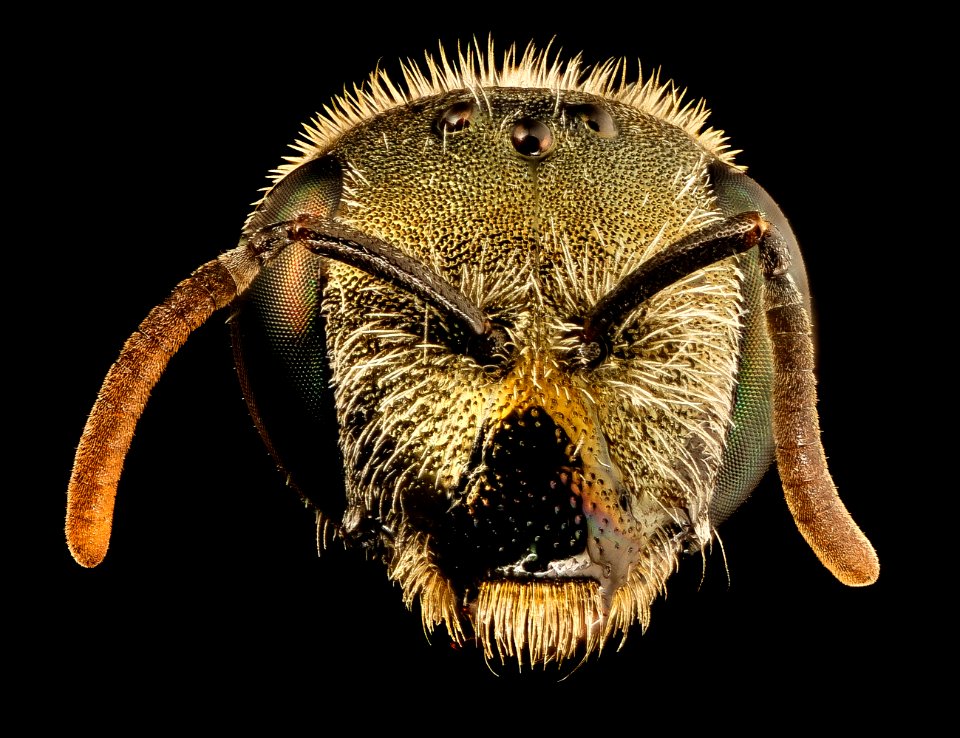 Halictus tectus, f, montgomery co, md 2016-07-19-15.05