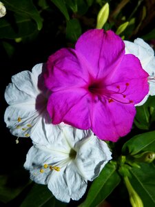 Flowers john's night contrast