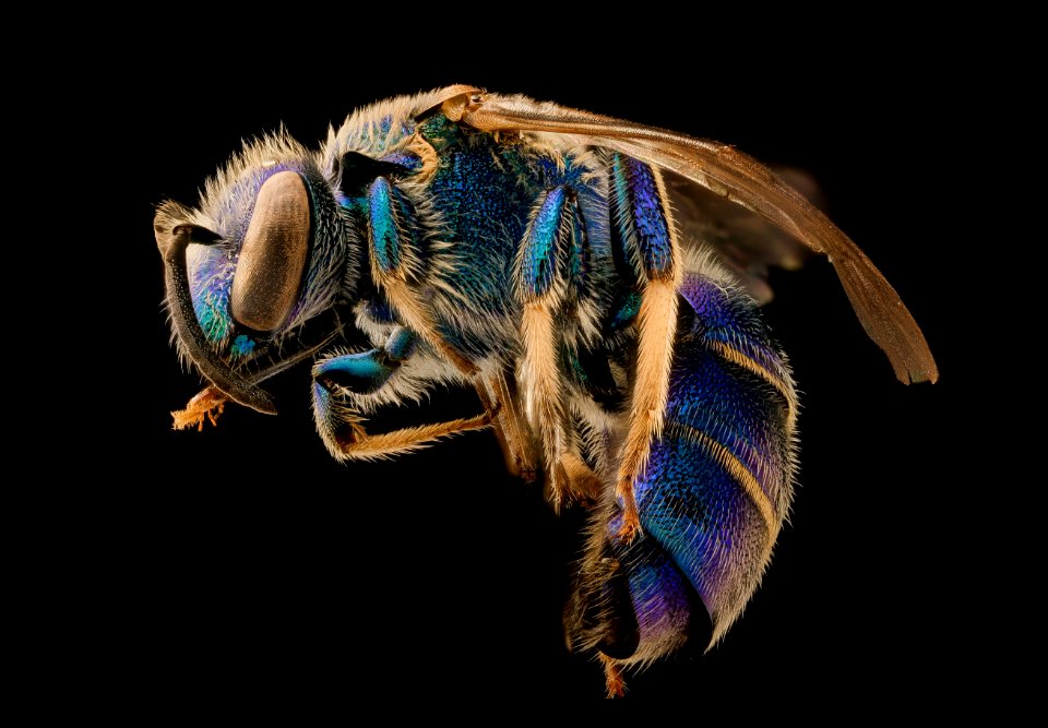 Augochloropsis metallica, male, left, Talbot County, MD 2018-11-15-16.35.08 ZS PMax UDR
