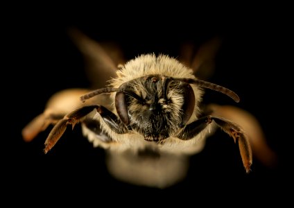 Andrena macoupinensis, f, face, Morgantown WV 2019-03-22-00.58.20 ZS PMax UDR