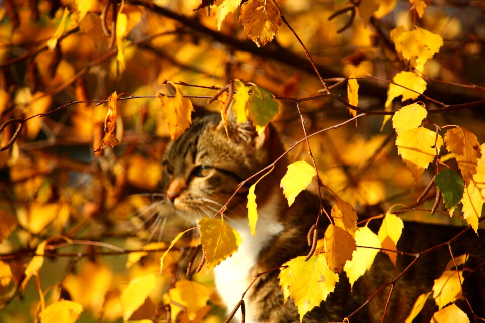 Camouflage fall foliage mackerel