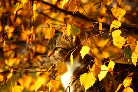 Camouflage fall foliage mackerel