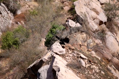 California condor chick #871 lands near the Devils Gate nest.
