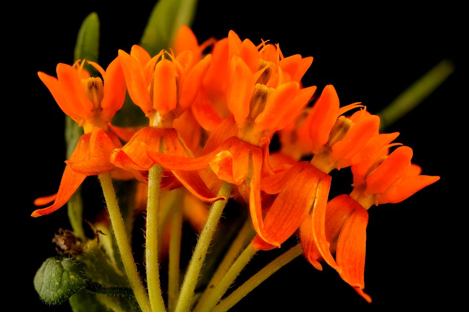 Asclepias tuberosa, butterfly-weed or Pleurisy root, Howard County, MD, Helen Lowe Metzman 2017-06-20-13.40