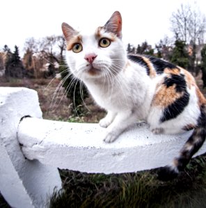 cat with peleng 8mm photo