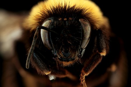 Bombus terricola, face, f, Itasca, MN 2019-10-21-16.52.07 ZS PMax UDR